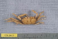 藏品(萬歲大眼蟹)的圖片